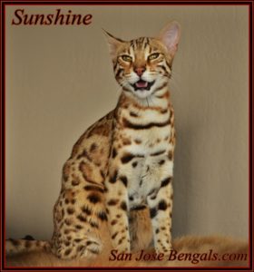 Sunshine Bengal Cat