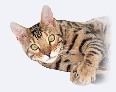 Bengal cat History