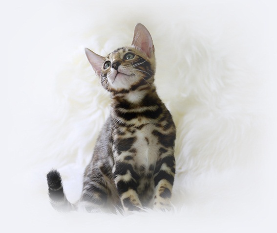 Are Bengal Cats Family Friendly?
