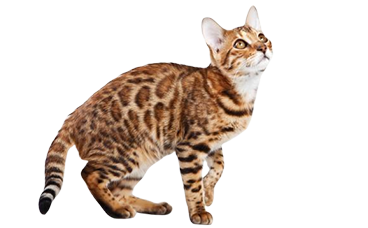 Bengal cat History