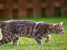 Bengal Cat Image