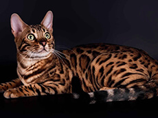 Bengals Cat Image