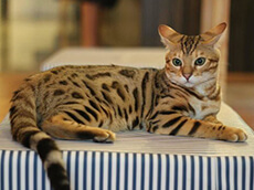 Bengal Cat New Image