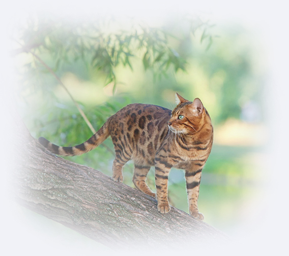Asian Leopard cat