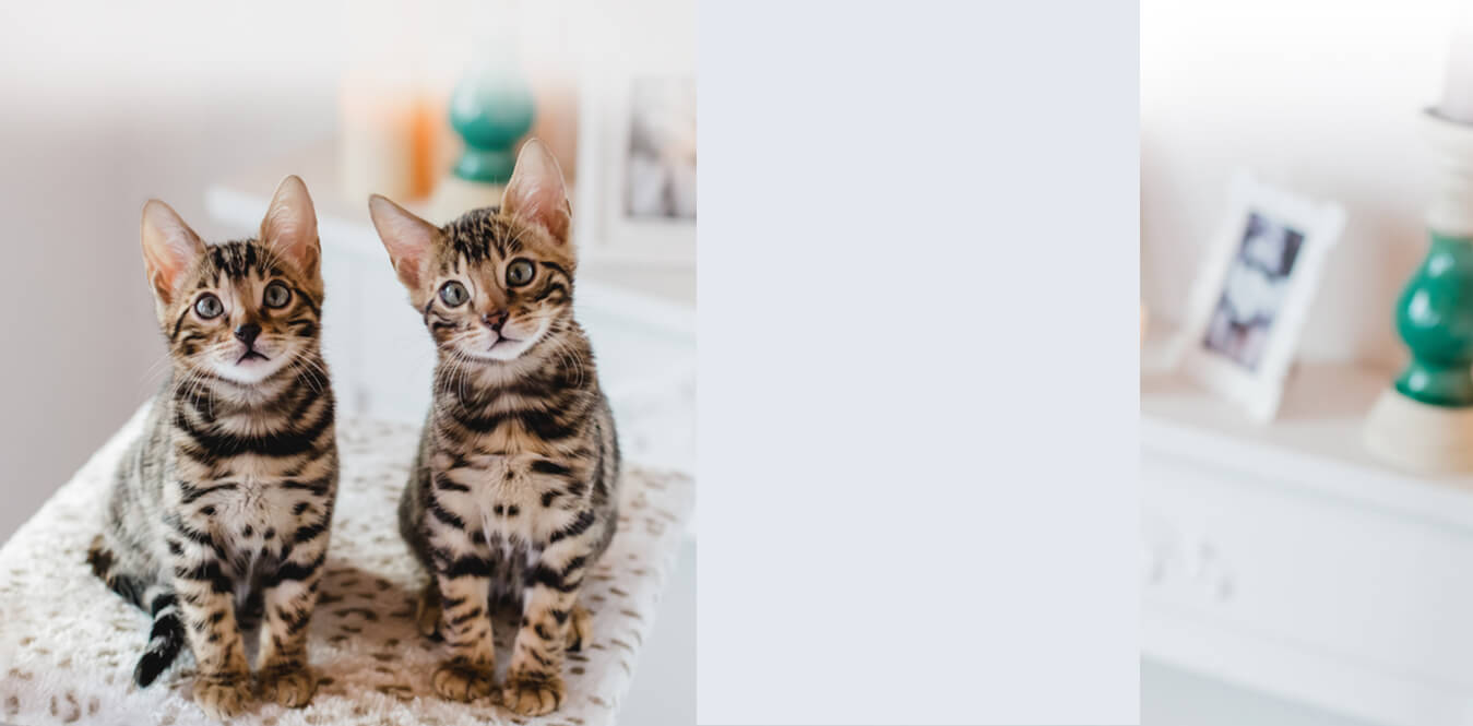 Bengal Kittens & Cats For Sale