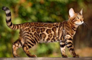 Bengal Cats for Sale in California