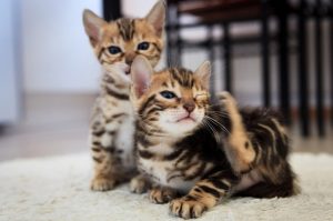 Bengal Kittens for Sale Near Me