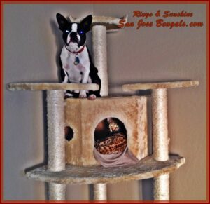 Ringo and Sunshine on a cat tree