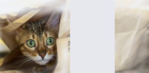 San jose bengals banner 1