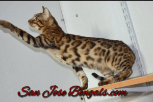 San jose bengal cats