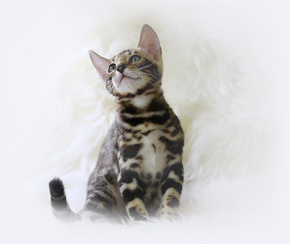 Bengal cats family friendly