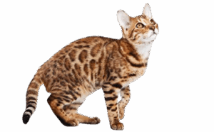 San jose bengal cats
