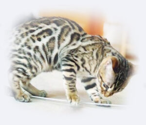 San jose bengal cats
